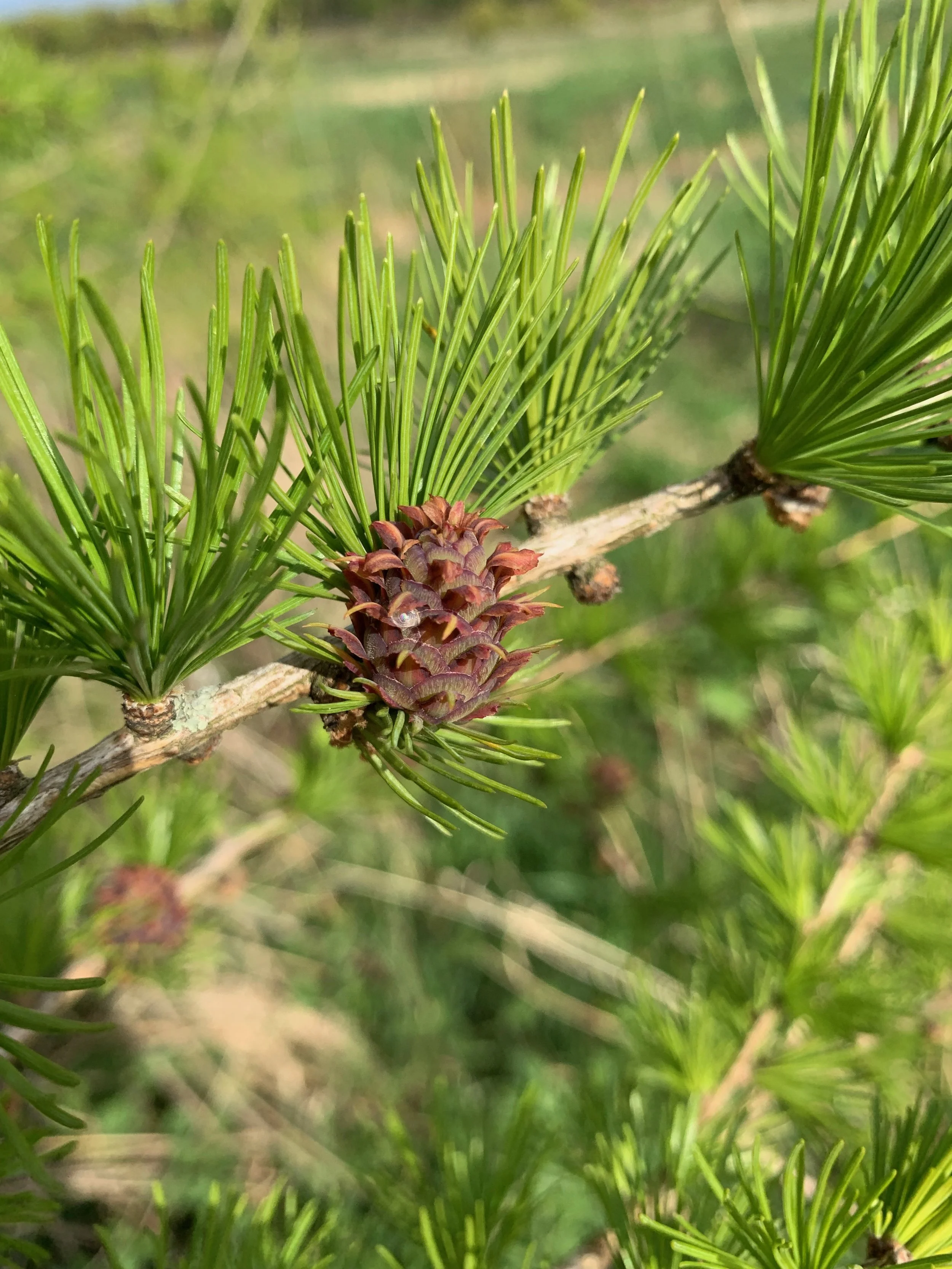 Larix species - Larches — BSBI VC77